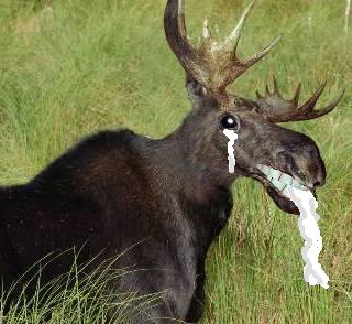 File:Rabid moose.jpg