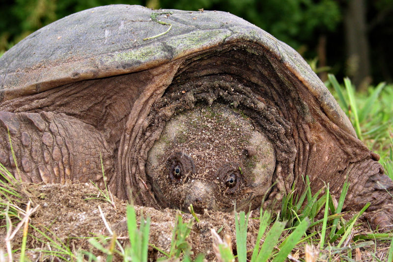 File:Snapping turtle.jpeg