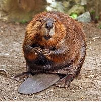 File:200px-American Beaver.jpg