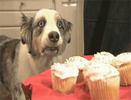 File:Cupcake dog flashback.gif