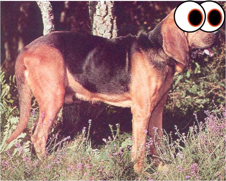 File:HOund dog big eyes.png