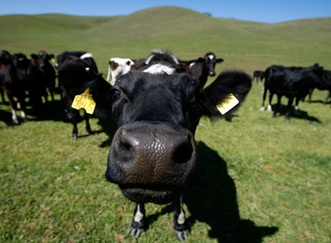 File:Cow-biogas z 1 1.jpg