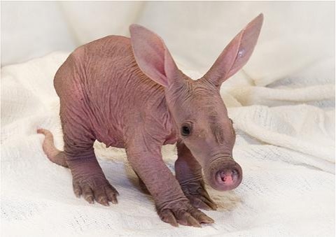 File:Baby aardvark.jpg