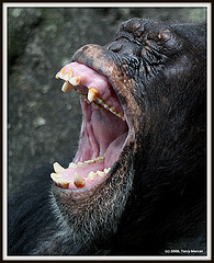 File:Chimp yawn.jpg