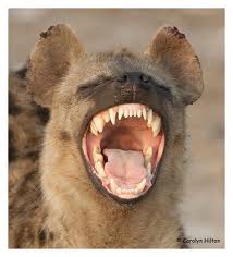 File:Hyena.jpg