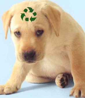 File:Labrador Puppy2.jpg