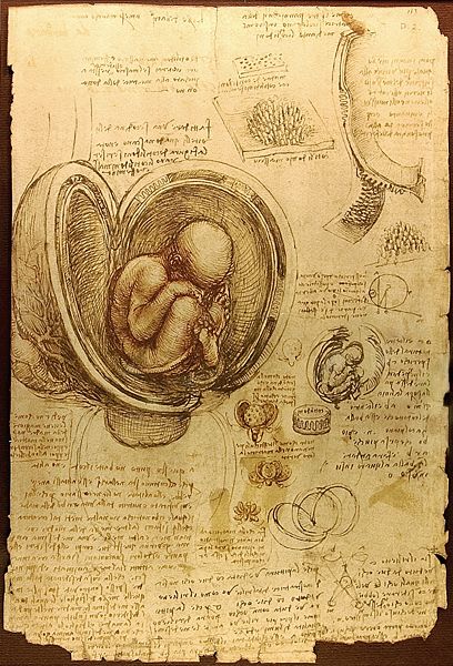 File:408px-Da Vinci Studies of Embryos Luc Viatour.jpg