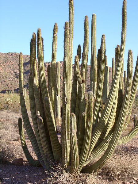 450px-Organ pipe cactus.jpg
