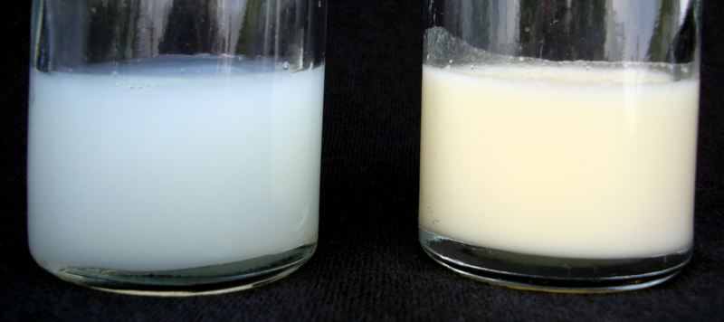 File:800px-Human Breastmilk - Foremilk and Hindmilk.png