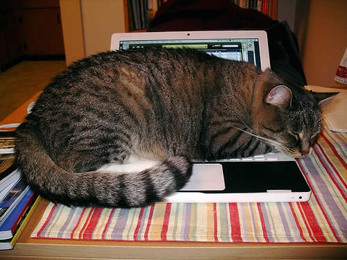 File:Cat sleeps on a lap top.jpg