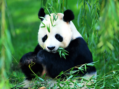 File:Panda eats bamboo.jpg