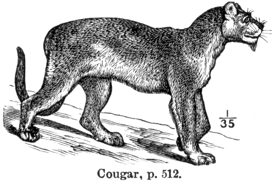 File:Cougar.gif