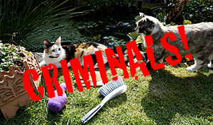 File:Criminals.jpg