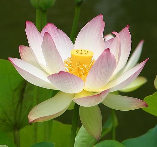 File:Lotus.jpg
