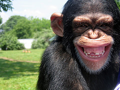 File:Ugly chimp.jpg