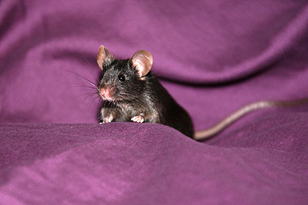 File:Mousey.png