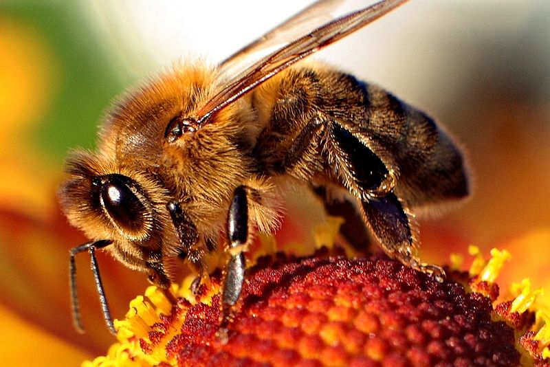 File:Bee on flower.jpg