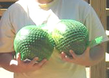 File:Nice melons.jpg