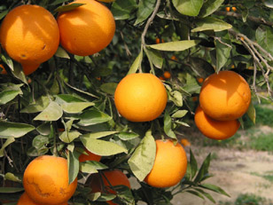 File:Orange tree.jpg