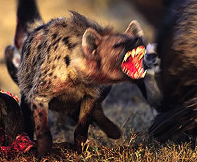 File:Belching hyena defends its kill.jpg