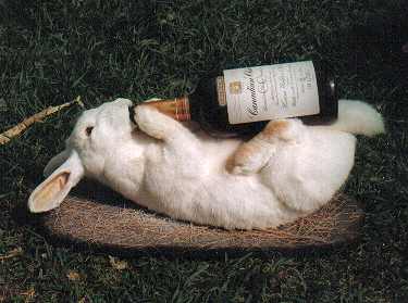 File:Drunk-rabbit.jpg