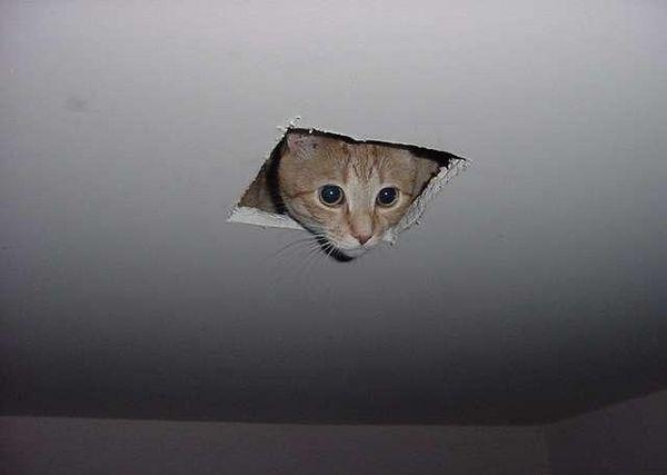 File:Hiding kitty.jpg
