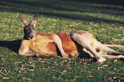 File:Kangaroo (9).jpg