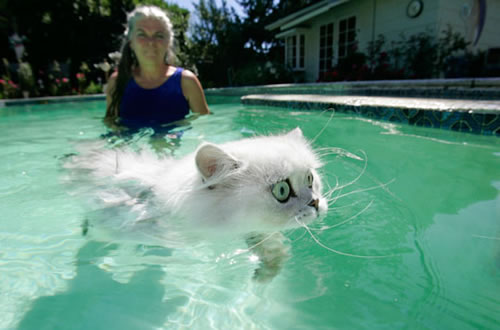 File:Swimming-cat-1-.jpg