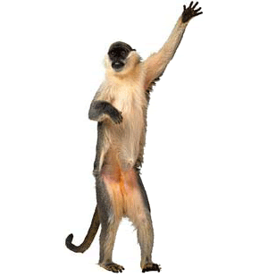 File:Dance monkey dance.gif
