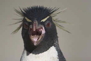 File:Evil penguin.jpg