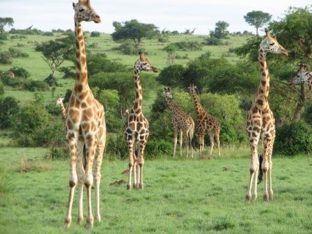 File:Giraffe lineup.JPG