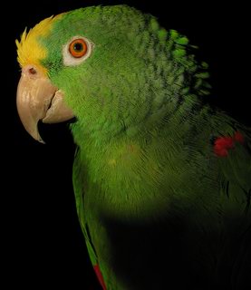 File:Yellow naped amazon parrot left side.jpg