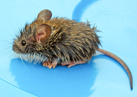 File:Mouse-wet.png