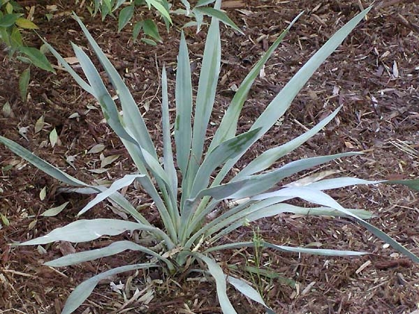 File:Yucca pallida.jpg