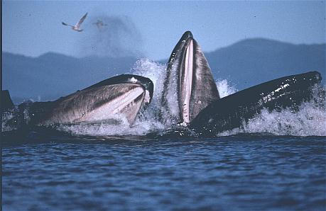 File:Whales.jpg