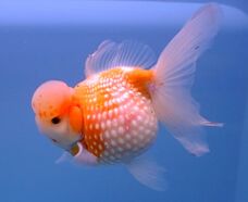 File:Goldfish3.jpg