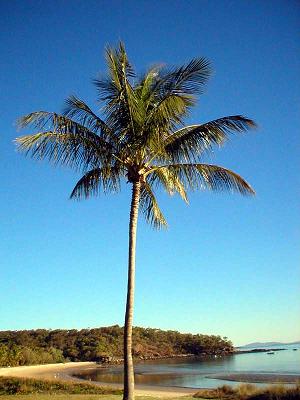 File:Palm tree02.jpg