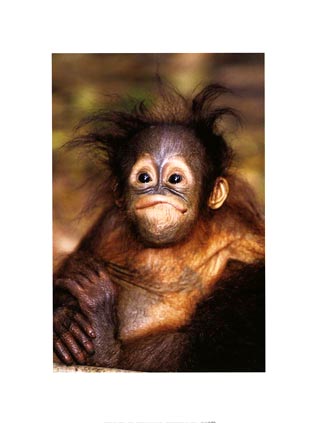 File:Baby orangutan.jpg