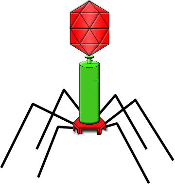 File:Bacteriophage.jpg