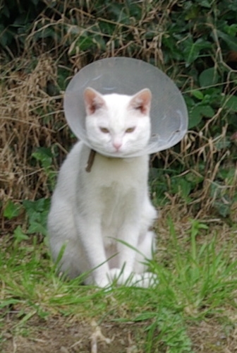 File:Cat with Collar.jpeg