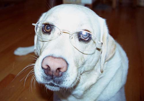 File:Dog glasses one.JPG