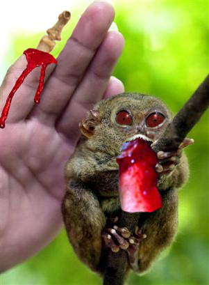 Attack of the tarsier.JPG