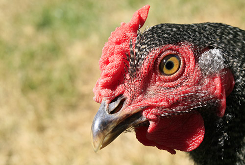 File:Chicken-sees-you2.jpg