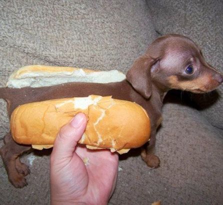 File:Hot dog doggie.jpg
