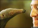File:Anteater baby.jpg