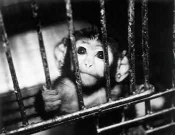 File:Animal-testing-cage.jpg