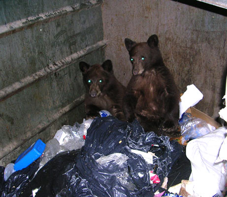 File:061023-bears-dumpster big.jpg