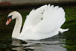 File:Swan.jpg