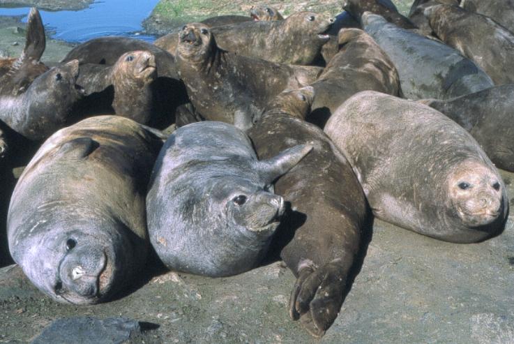 File:Promiscuousseals.jpg