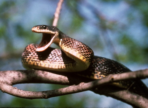 File:Snake-arguing.jpg